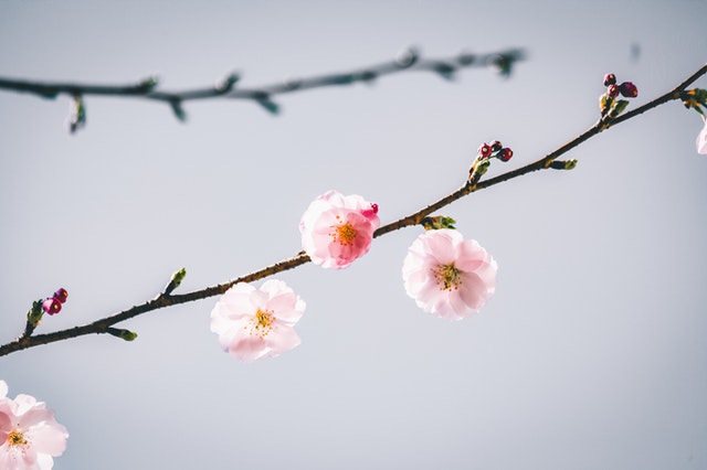 迎接春天的朋***圈文案(图1)