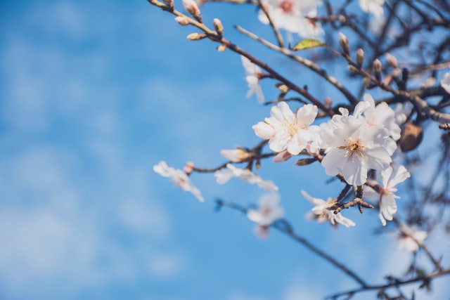 春日踏青的唯美文案句子(图1)