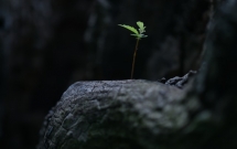永不言弃努力拼搏的句子